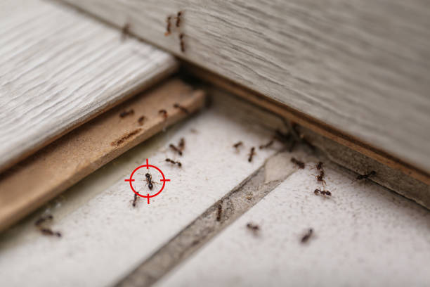 Best Cockroach Control Services  in Lyons, CO