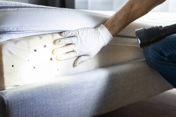 Best Termite Control Services  in Lyons, CO
