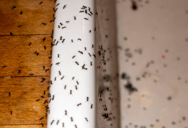 Best Pest Control for Restaurants  in Lyons, CO